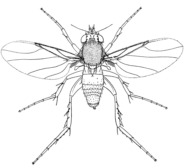 Checklist of the Diptera of the Netherlands - Phoridae